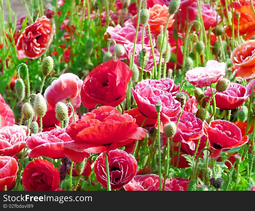 Red poppies on the green grass