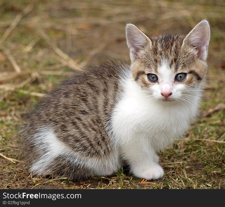 Blue-eyed little kitten on the grass