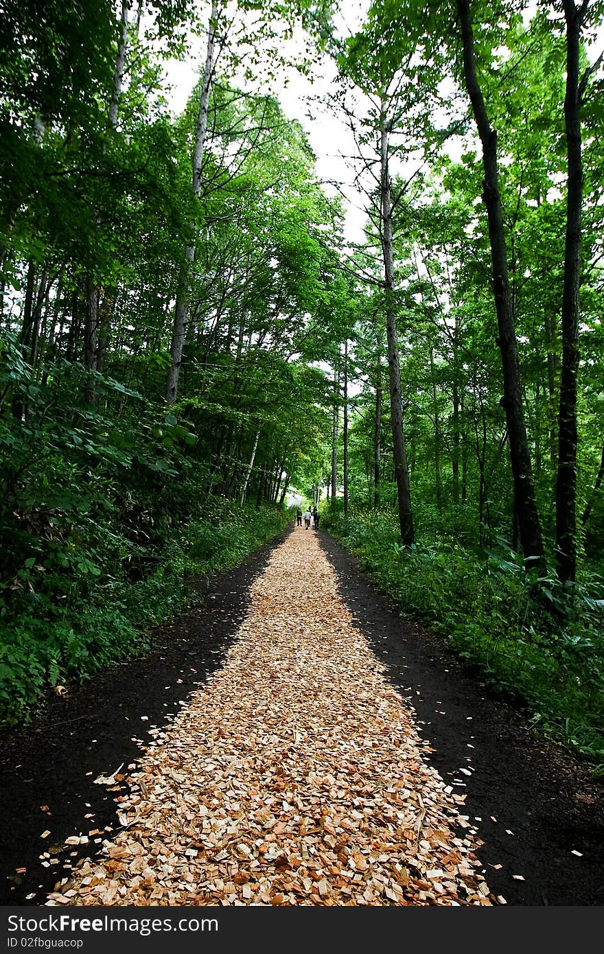 Path Through The Woods