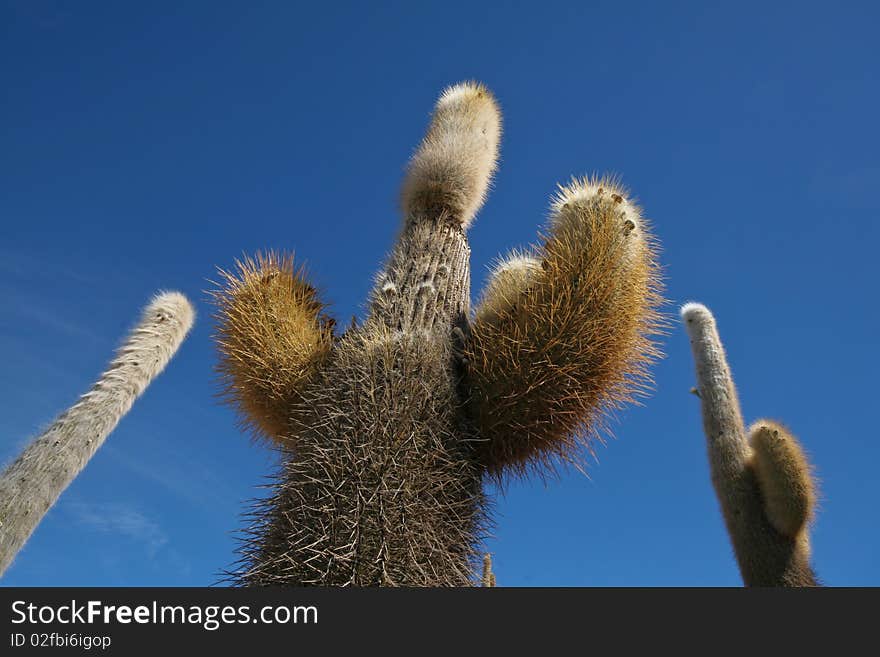 Cactus against blue sky