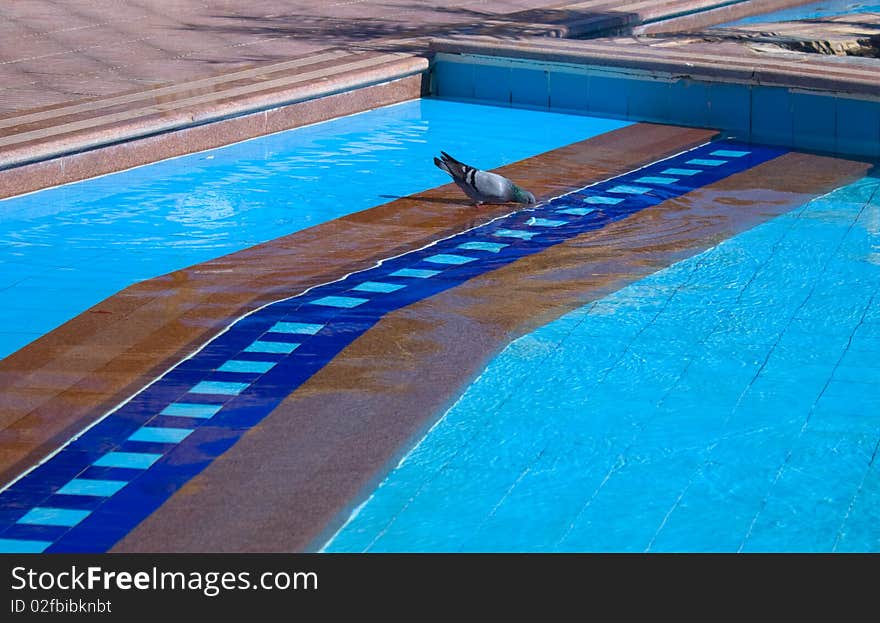 The pigeon has hung a head in a pool and drinks water. The pigeon has hung a head in a pool and drinks water