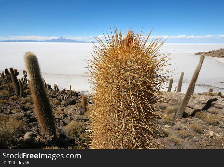 Incahuasi Island in middle of Uyuni Salt flats