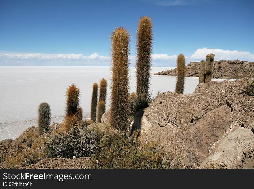 Incahuasi Island In Middle Of Uyuni Salt Flats