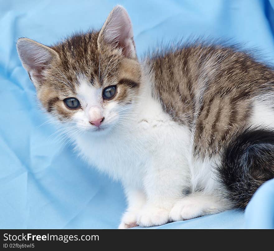 Blue-eyed little kitten on the blue background