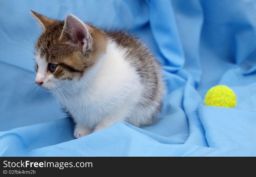 Little sad kitten with a toy