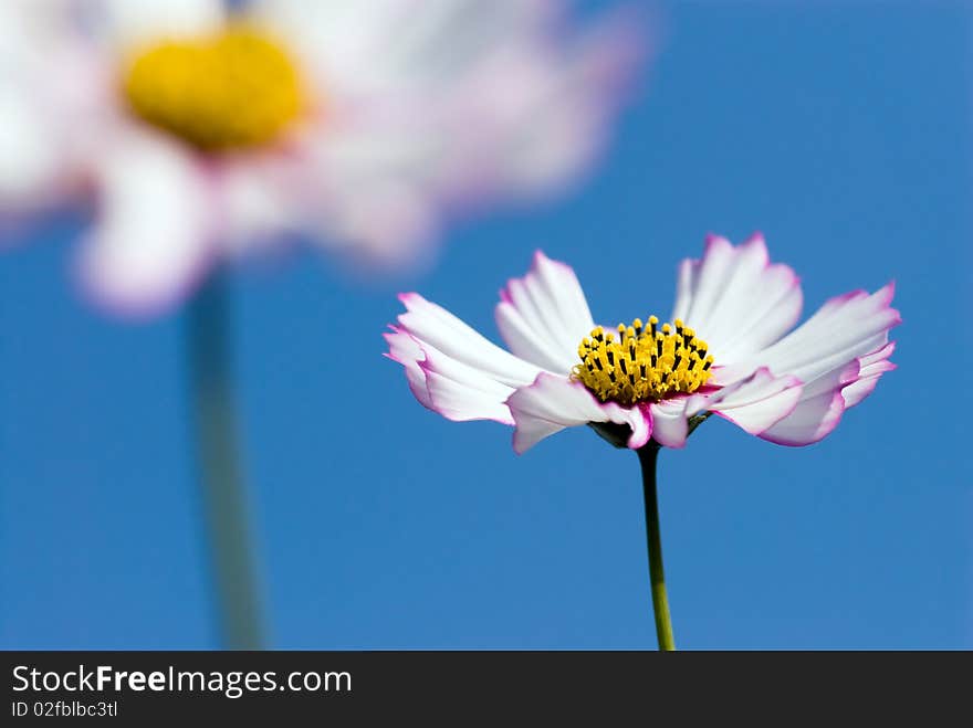 Two of Cosmos and the blue sky. Two of Cosmos and the blue sky