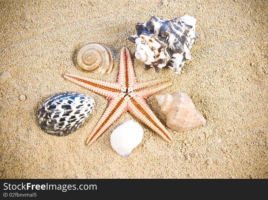 Starfish and seashells on sand