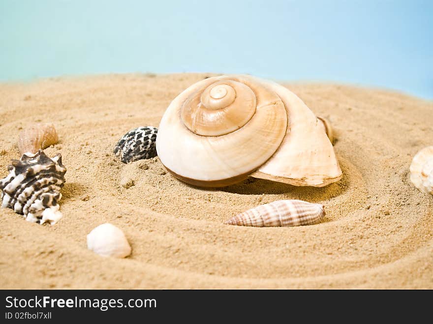 Many sea shells on sand. Many sea shells on sand