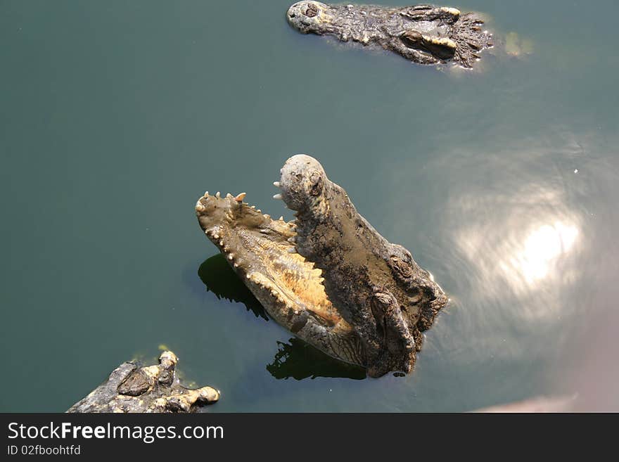 The world's largest crocodile farm in Thailand. The world's largest crocodile farm in Thailand.