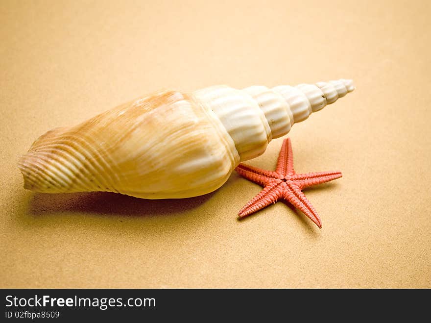 Sea shell and starfish on brown background. Sea shell and starfish on brown background