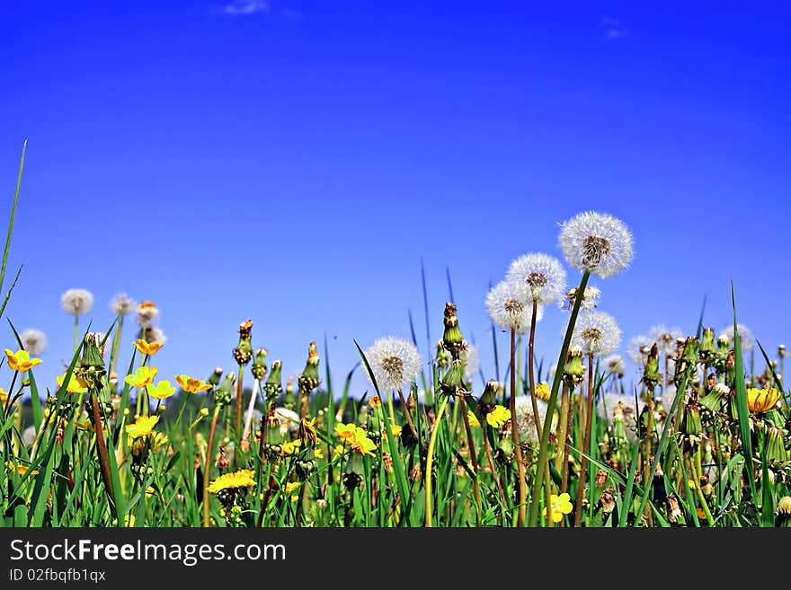 Dandelions on field