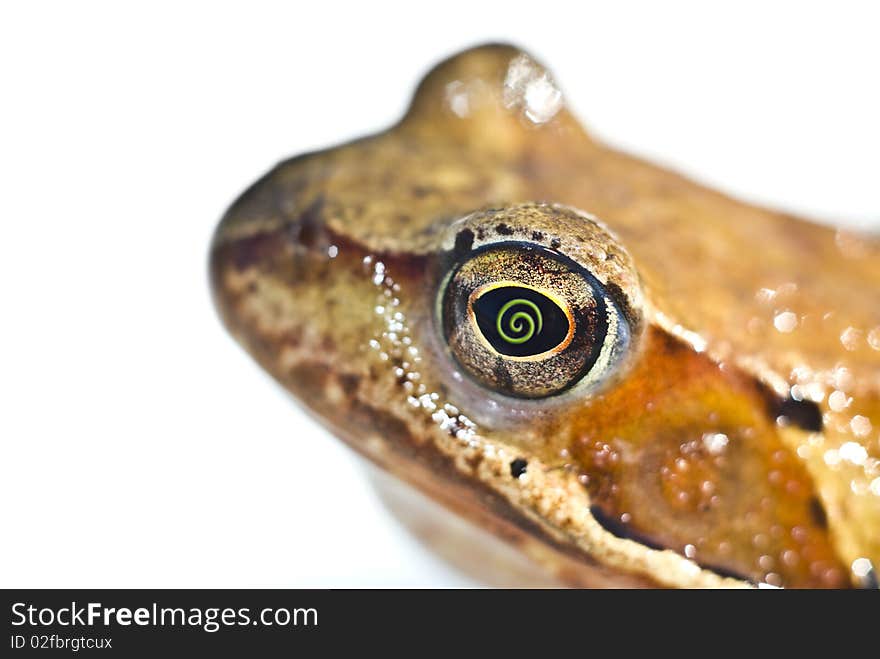 Head of beautiful dreams toad. Head of beautiful dreams toad