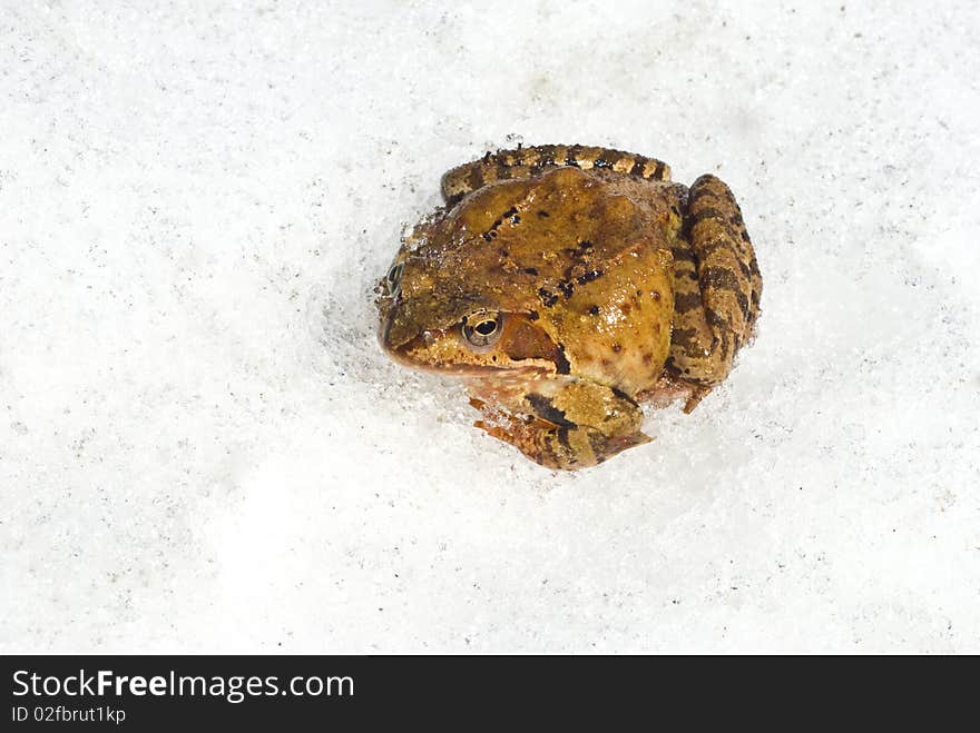 Toad has early woken up and sits on snow. Toad has early woken up and sits on snow