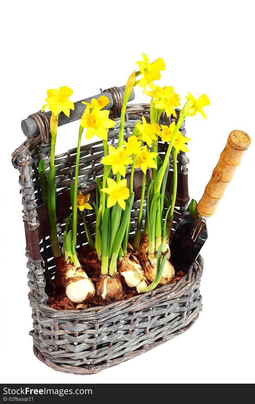 Yellow narcissuses in wattled basket over white background