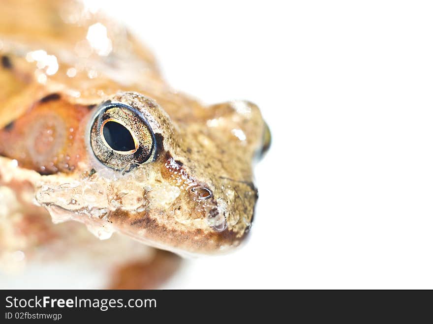 Muzzle of toad with slices of thawing snow. Muzzle of toad with slices of thawing snow