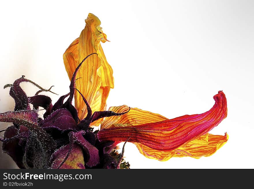 Closeup of a dried sunflower that has been dyed red