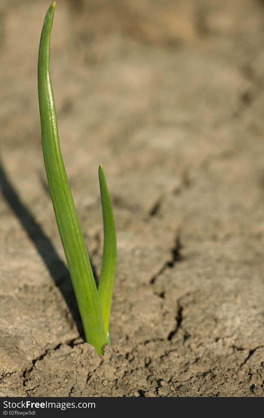 Plant in ground. natural light