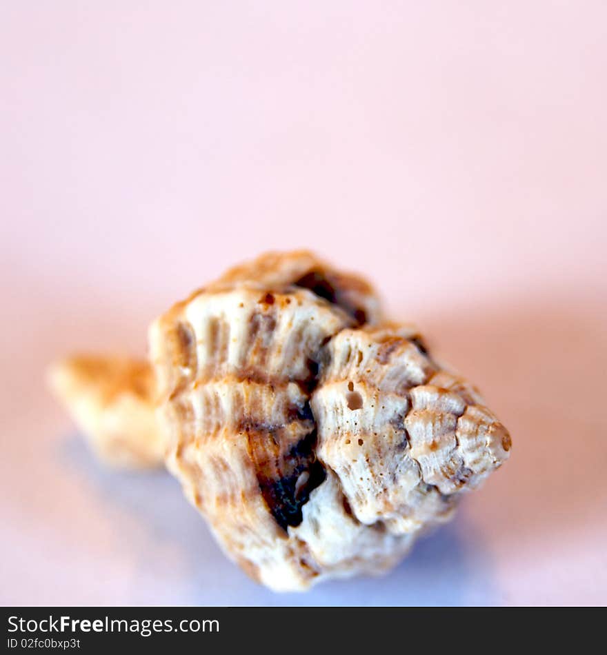 Close up of sea shells with colors - selective focus