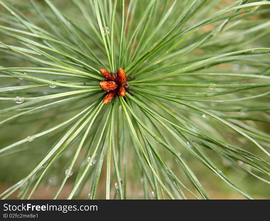 Rain after a long needle pine. Rain after a long needle pine.