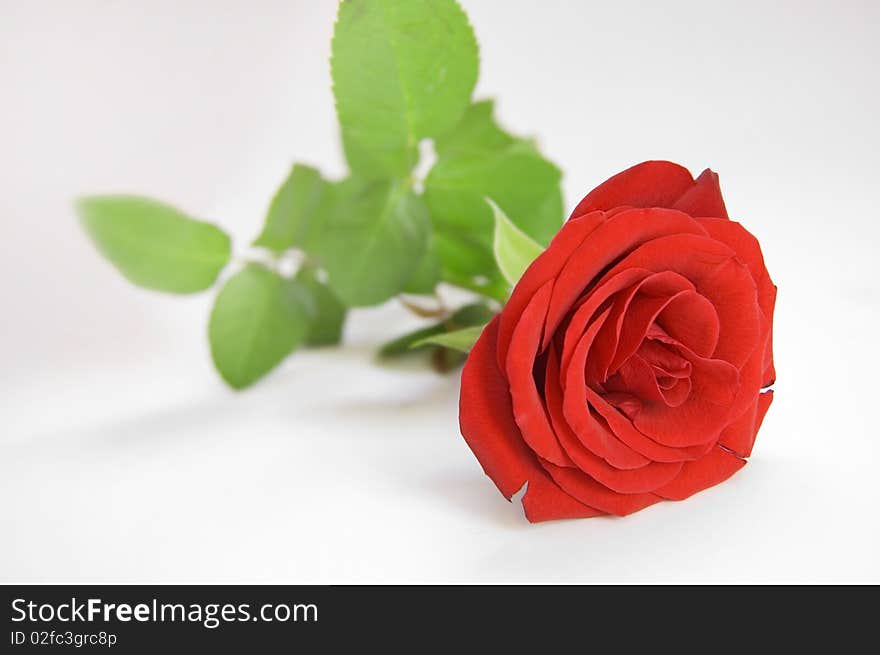 Rose conceptual image. Rose on white background.