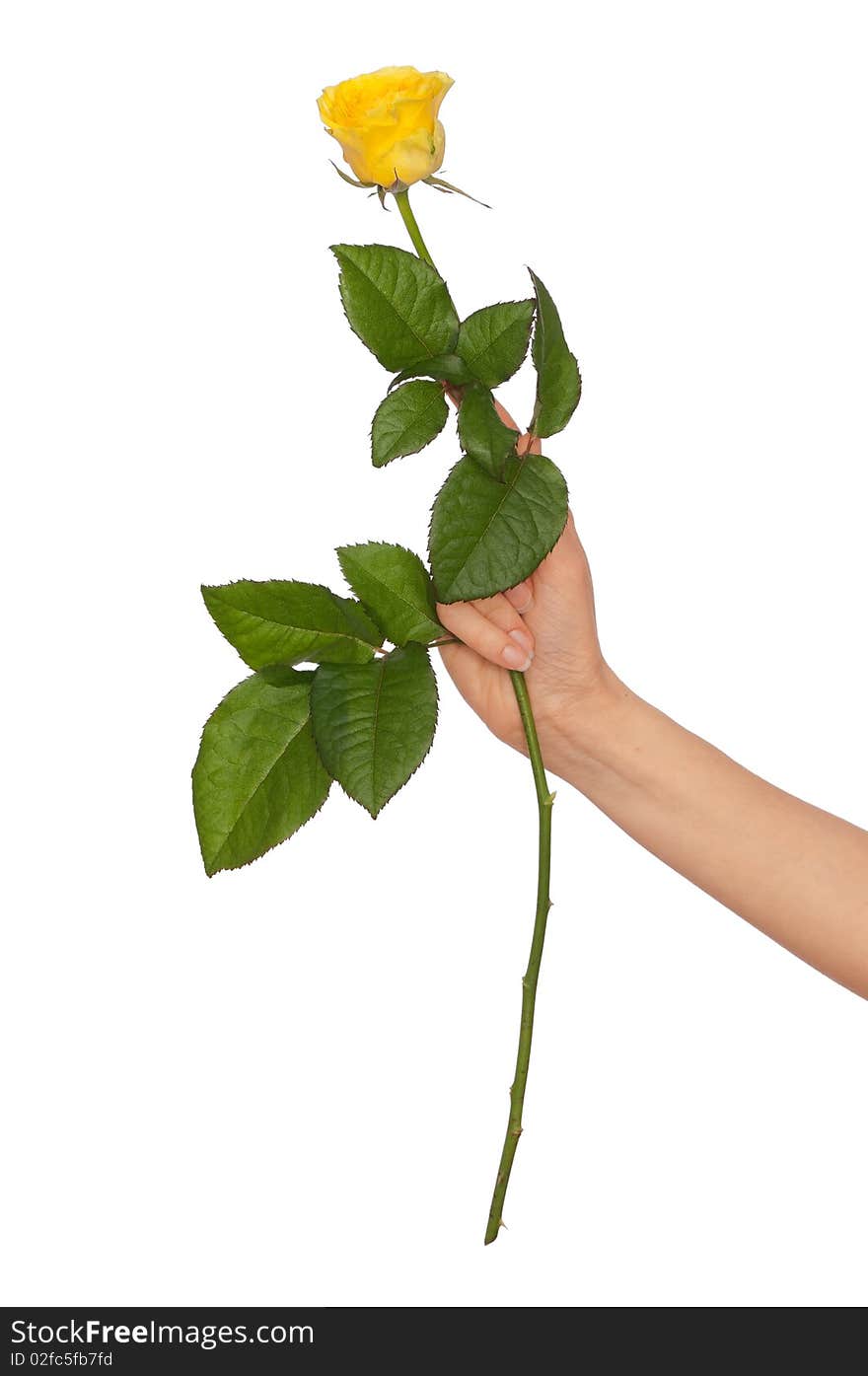 Woman holding rose in the hand as a gift