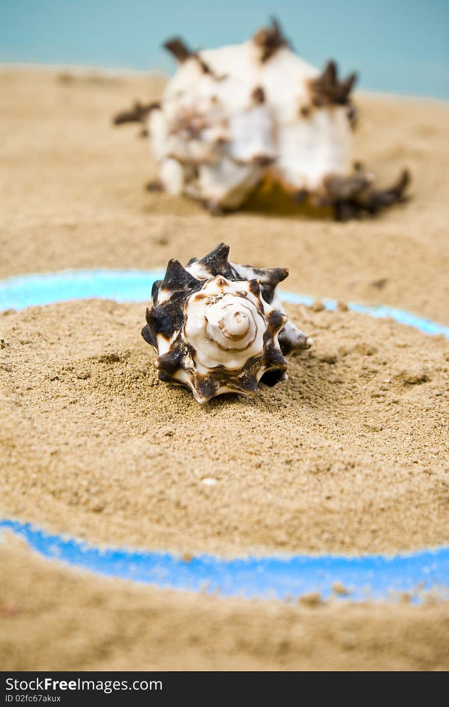 Two seashell on brown sand