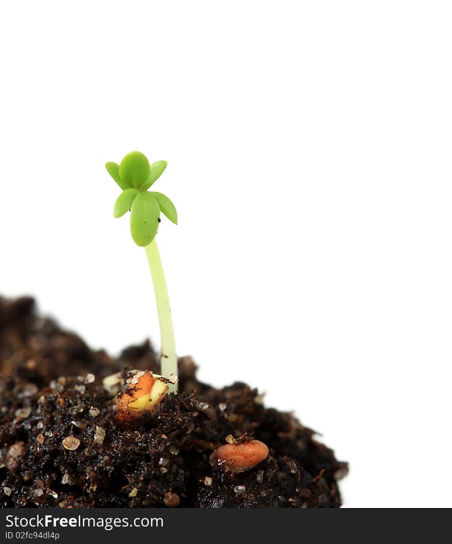 Cress sprout isolated on white