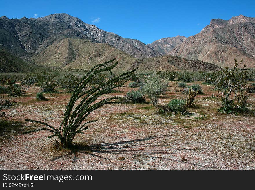 Cactus version in desert, on a mountain background.