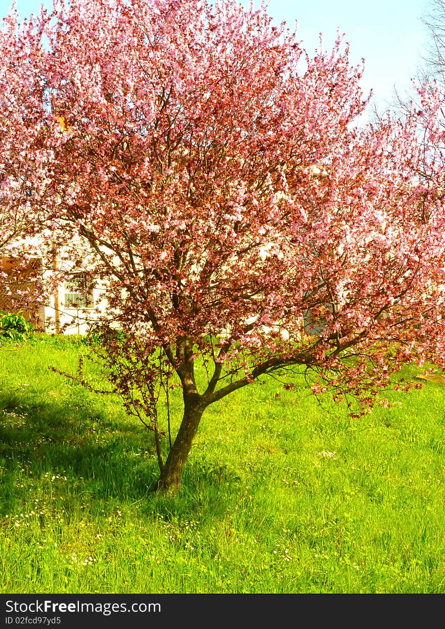 A beautiful pink tree in a green garden. A beautiful pink tree in a green garden