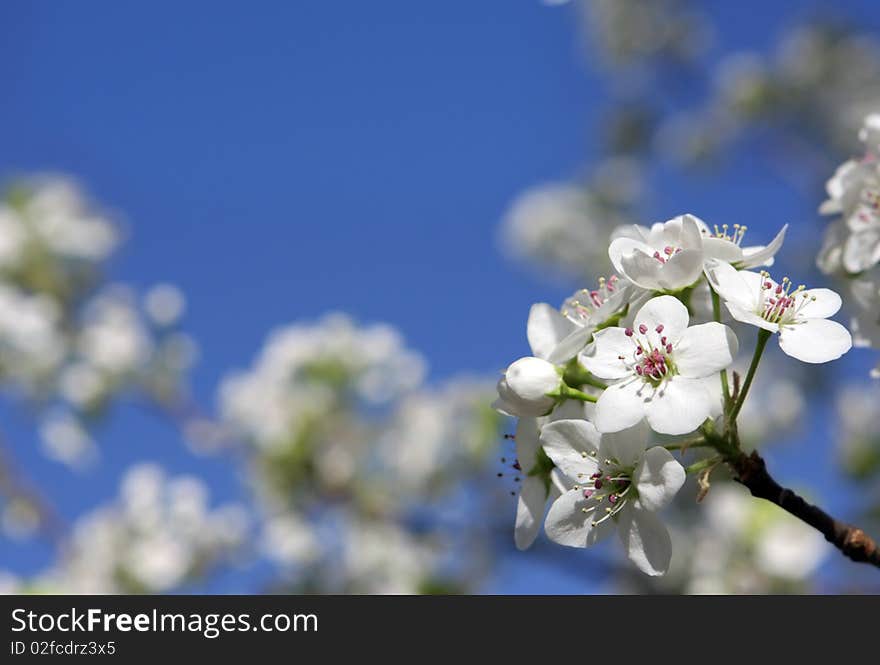 Spring Bloom