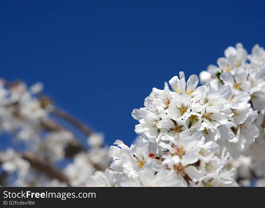 Spring bloom