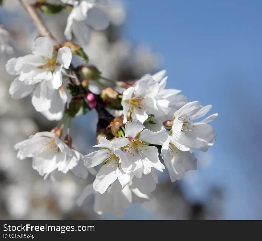 Spring Bloom