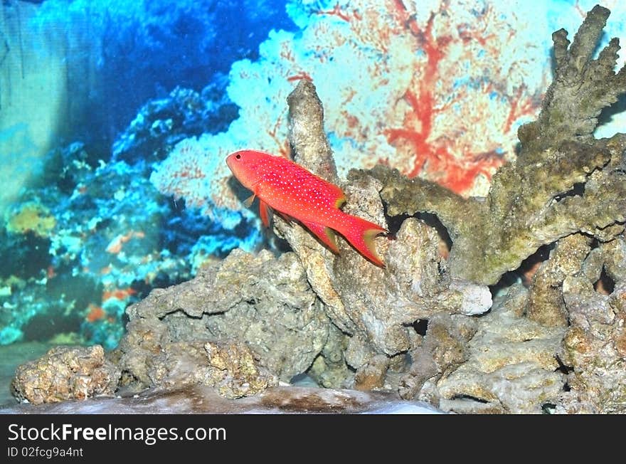 Fish  gramma loreto in aquarium with plants