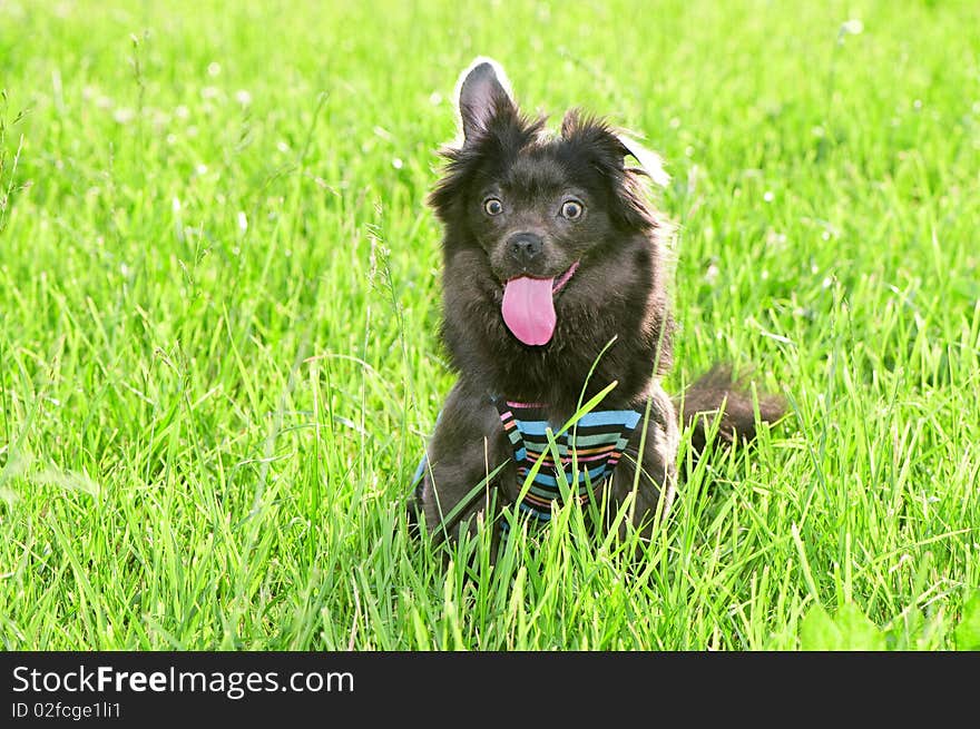 metis chihuahua sitting on green grass outdoor shot. metis chihuahua sitting on green grass outdoor shot