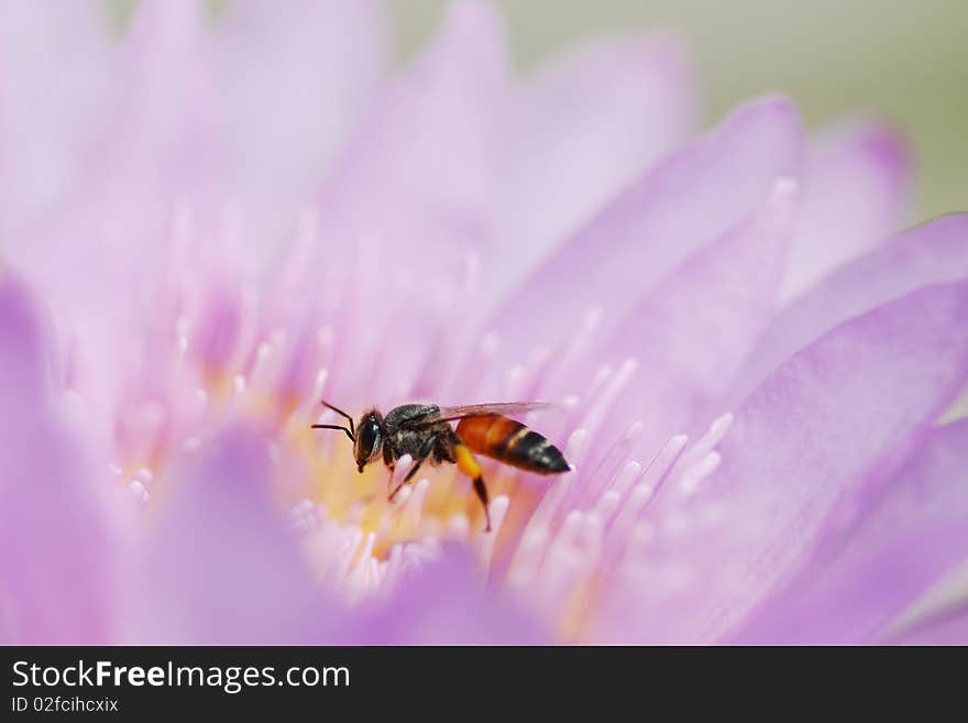 Bee on Purple lotus flower.