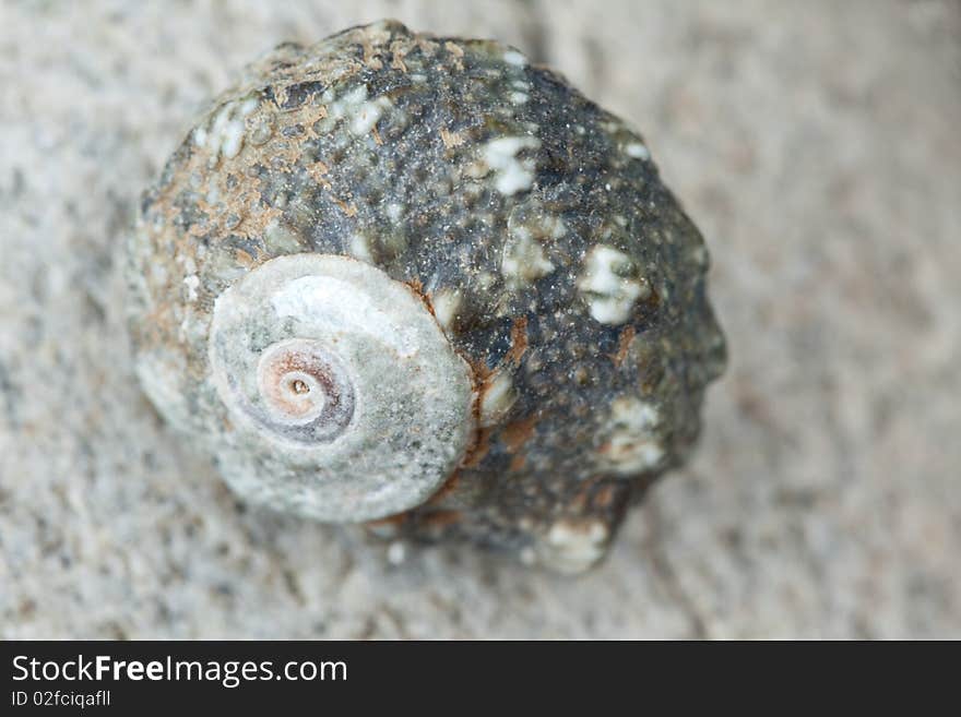 Gray cockleshell on a gray stone