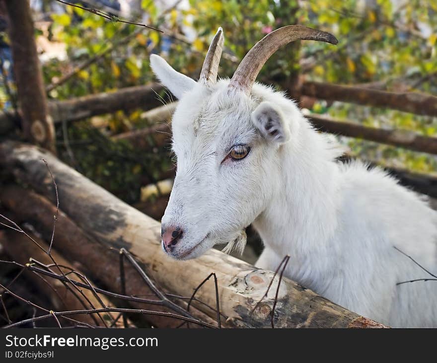 Rustic goat  in  wooden pen outdoor shot