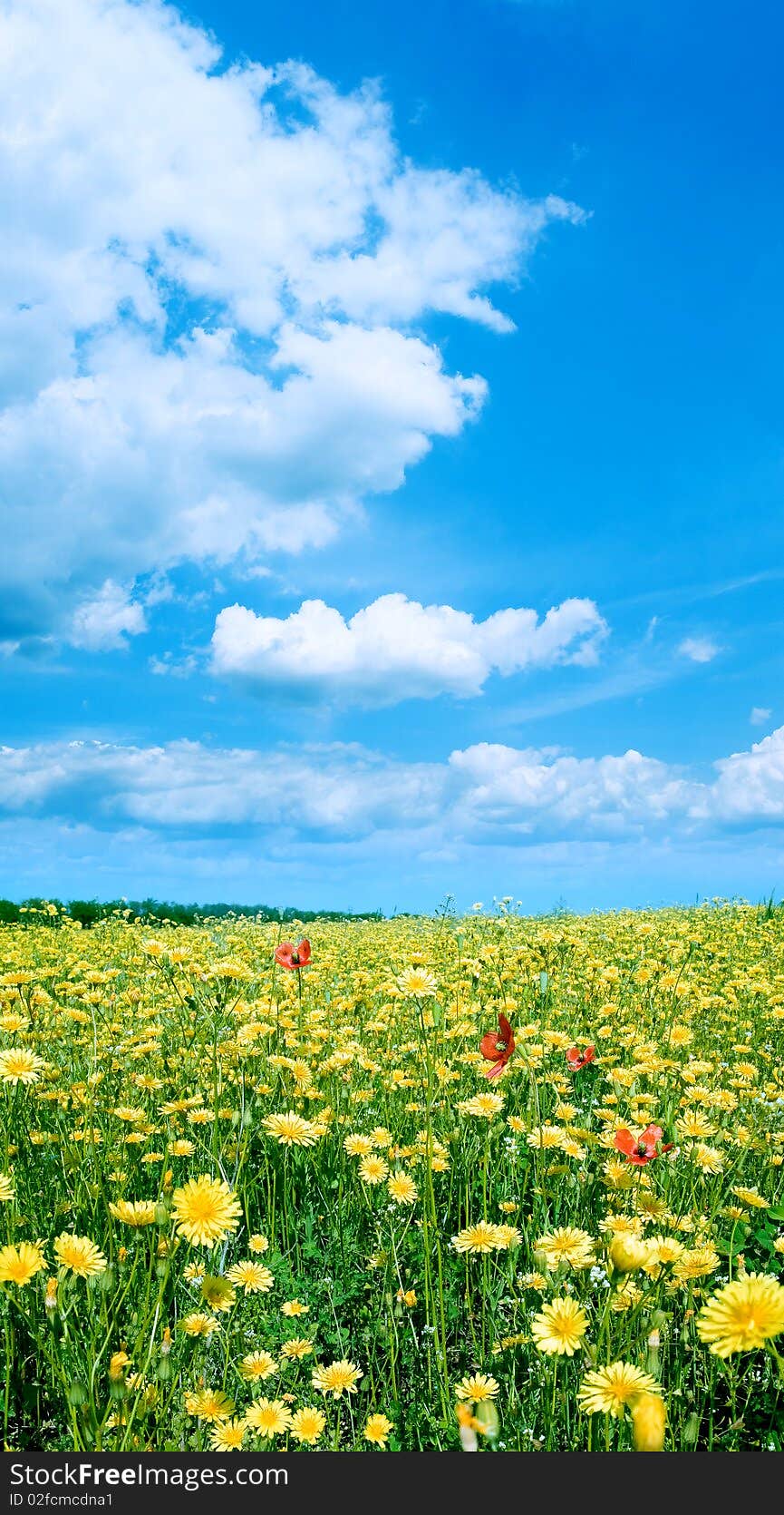 Yellow flowers on field and white clouds on blue sky background. Yellow flowers on field and white clouds on blue sky background.