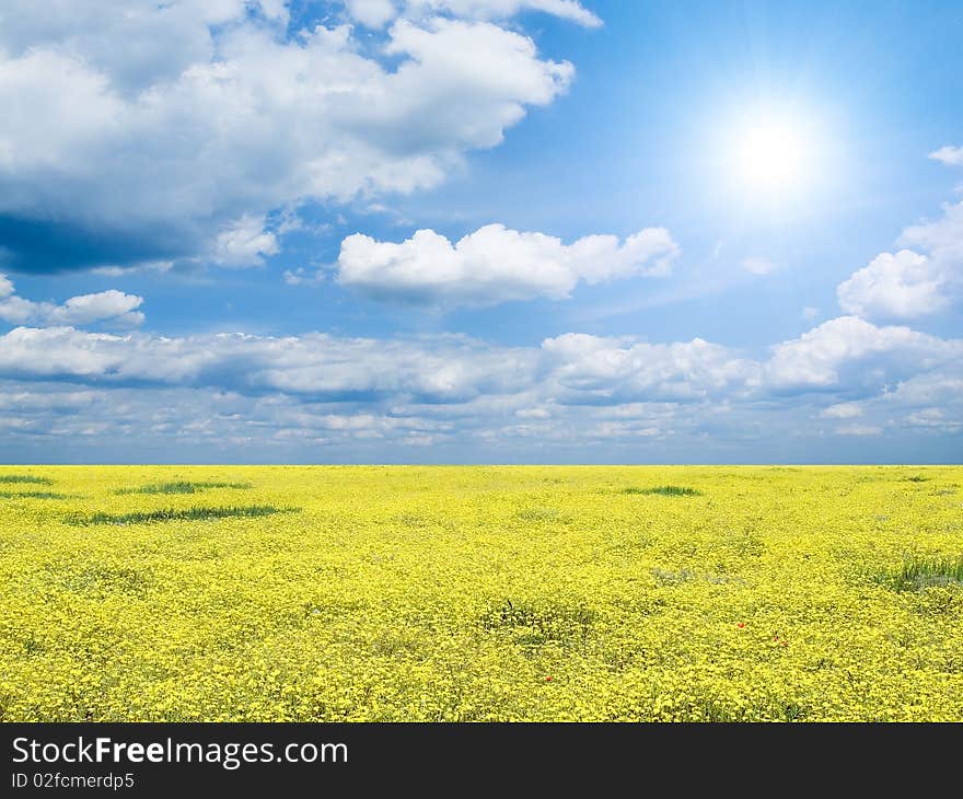 Yellow flowers on field and white clouds on blue sky background. Yellow flowers on field and white clouds on blue sky background.