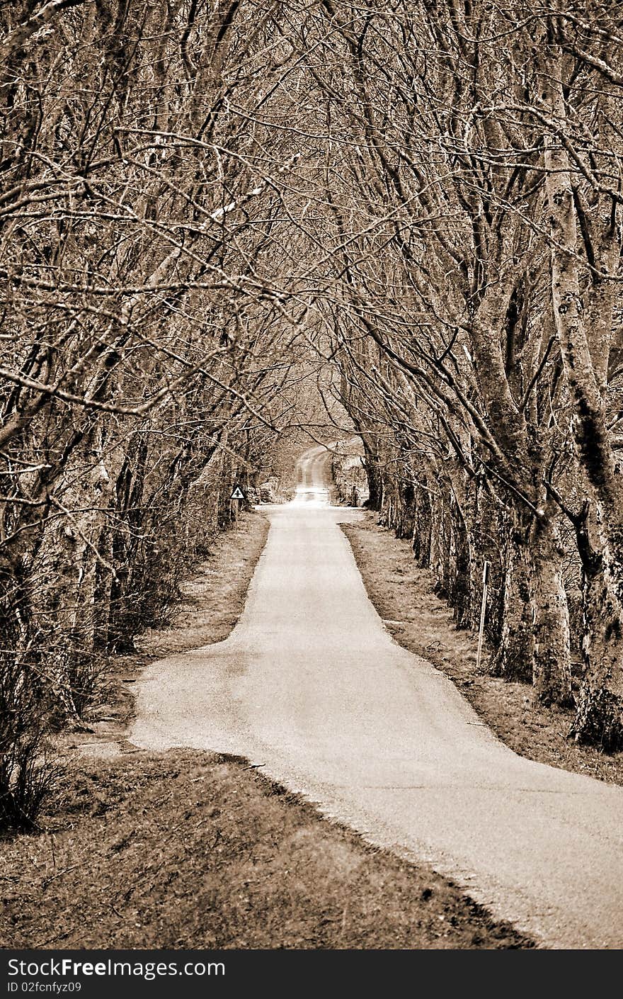 Road lined by trees in sepia, Scotland. Road lined by trees in sepia, Scotland