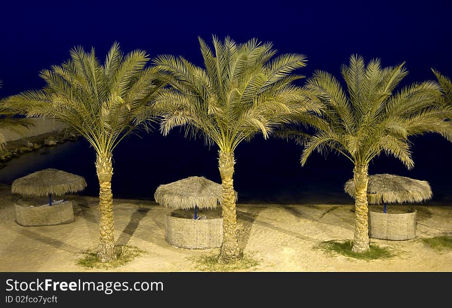 Parasols and palm trees on a tropical beach at night