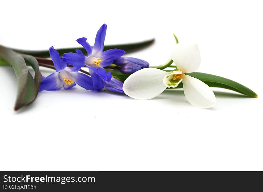 Spring flowers decoration