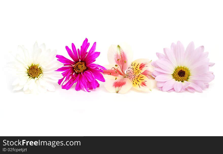 Assorted summer flowers in background. Assorted summer flowers in background