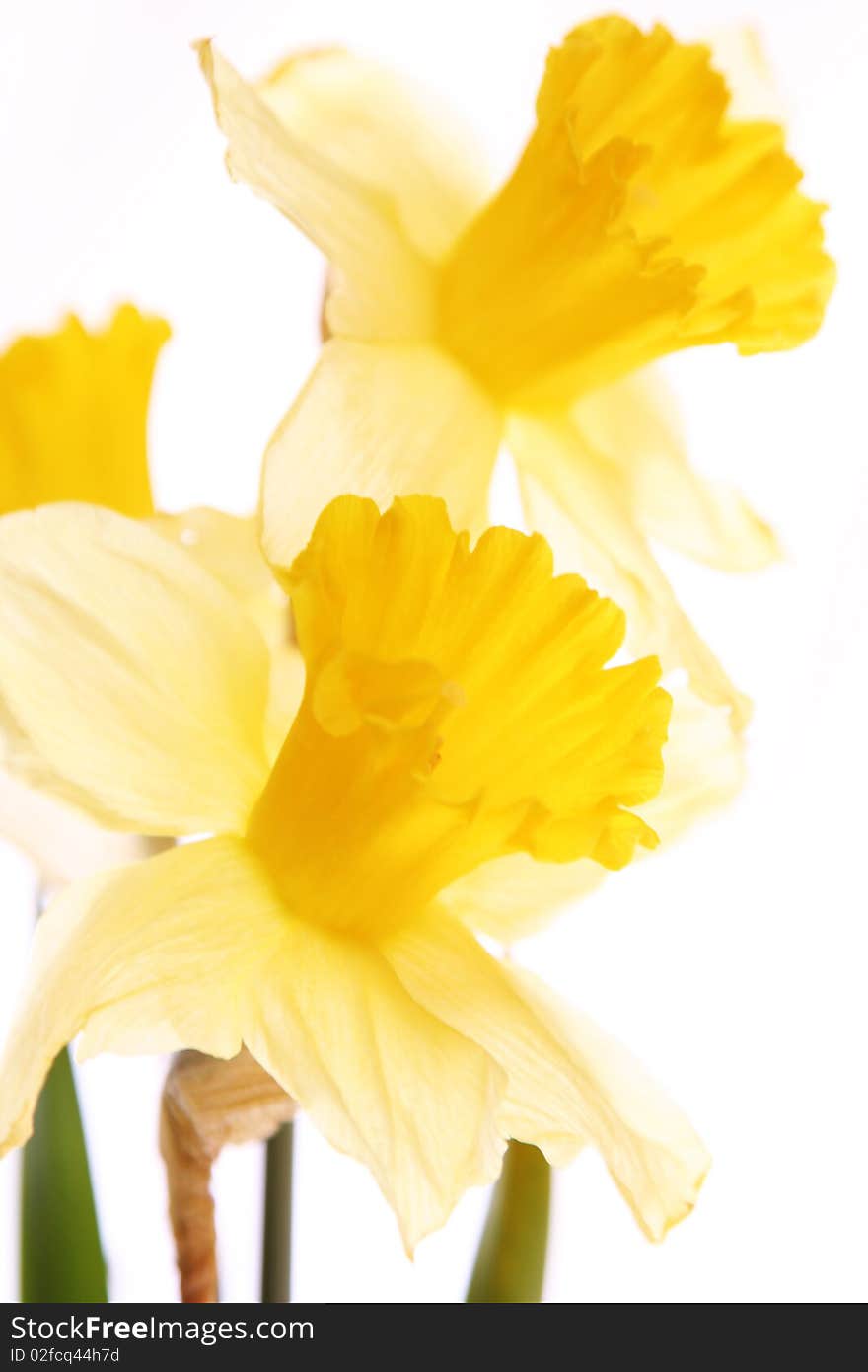 Two daffodils on white background. Two daffodils on white background.