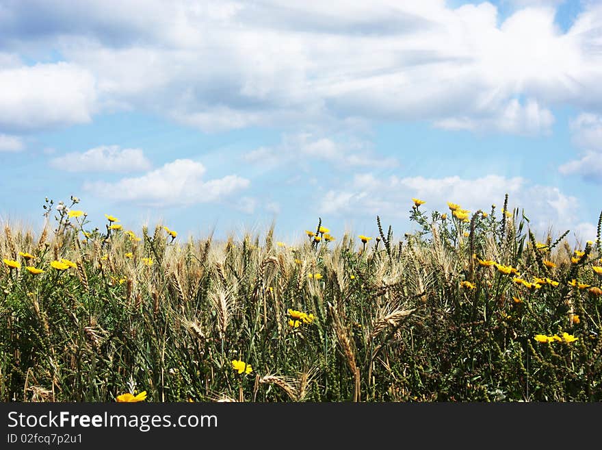 Field and rye. Spring, blue sky, flowers, clouds and sun.