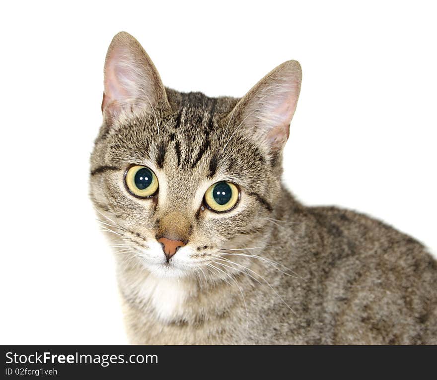 Striped cat on a white background. Striped cat on a white background