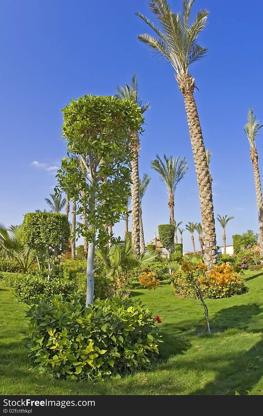 Tropical Garden With Blue Sky