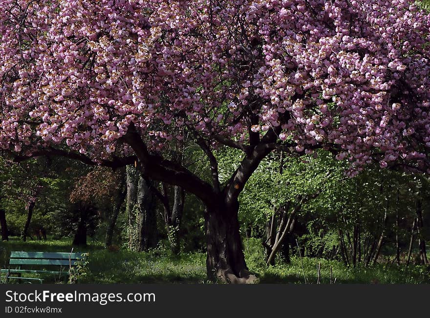 Amazing pinkish Japanese cherry tree in May, just blossomed