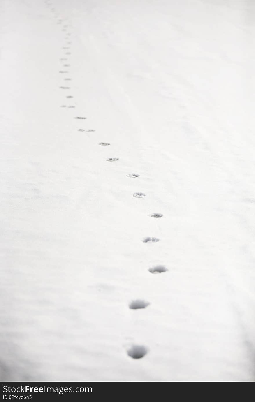 Footprints On The Snow