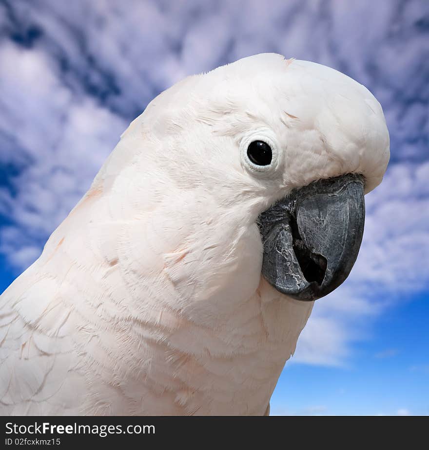 Closeup head shot of large white cockatoo against blue sky with clouds